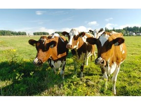 Birkdale Farm provides as much pasture and grass silage as possible to its dairy cows.
