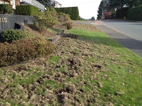 Lawn ruined by skunks, raccoons and crows digging for chafer grubs.