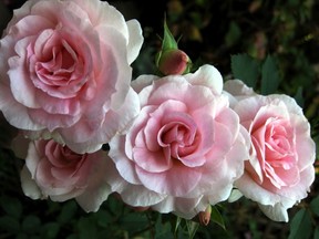 Morden Blush rose.