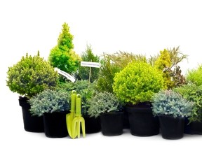 Assorted dwarf conifers