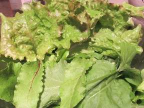 Coliform bacteria found on farmers market lettuce included antibiotic resistant E coli