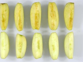 Arctic Golden slices (bottom) compared to conventional Golden slices.