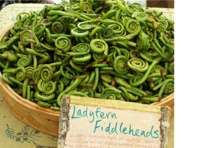 Lady fern is a common sight on the forest floor and the curled up heads of new fronds — called fiddleheads — are delicious steamed or sautéed.