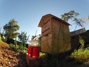Honey on tap. Is it really possible?