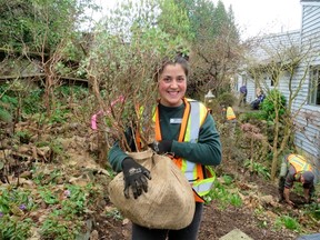 Mayan Vered carries rhodo from Alleyne Cook's garden in North Vancouver