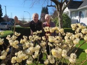 Victor and Gemma Minato with their spectacular show of edgeworthia