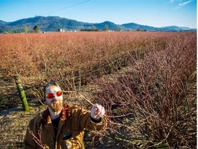 Jason Smith inspects some of his blueberry plants on his farm in Abbotsford on Tuesday.