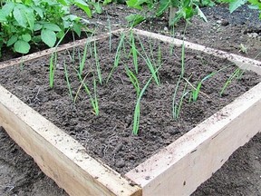 Start leeks before the last frost date, then plant the seedlings deeply.