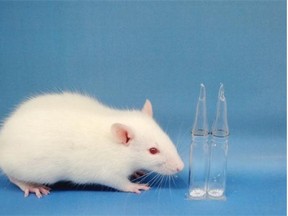 Almost 60 per cent of all animals used in research at UBC in 2013 were rodents.