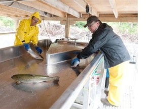 Jerry Alfred (left) and Mike Jolliffe sort Atlantic salmon for harvest at Kuterra, a land-based salmon aquaculture facility near Port McNeill.