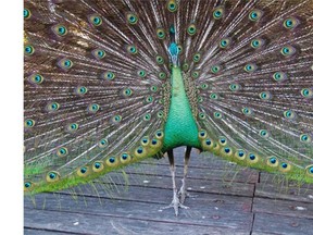 Spiritual narcissism is much more subtle and sneaky than narcissistic personality disorder. It can strike all of us, before we even realize our inner peacock has been aroused. “Simply stated, spiritual narcissism is the unconscious use of spiritual practice and insight to increase rather than decrease self-importance,” says Gerald May.