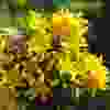 Asiatic Dwarf Lily Golden Matrix.