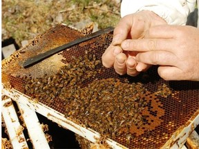 A new study is suggesting commercial hives should be kept away from natural areas frequented by native B.C. bees to minimize damaging competition from the European breed used for commercial crop pollination.