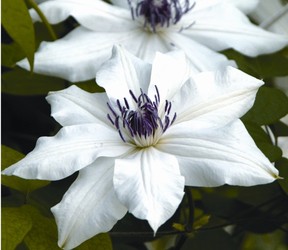 Clematis back in the spotlight | Vancouver Sun