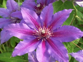 Clematis 'Starry Night'