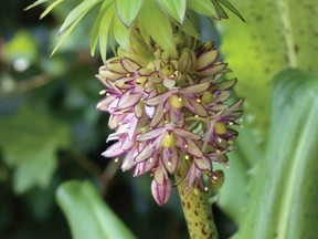 Eucomis bicolour