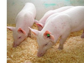 Enviropigs were developed at the University of Guelph in Ontario with a goal of reducing pollution caused by pig feces.