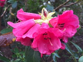 Rhododendron in bloom at VanDusen Gardens