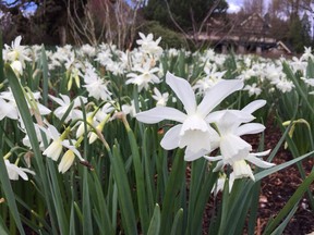 Close up of white narcissus