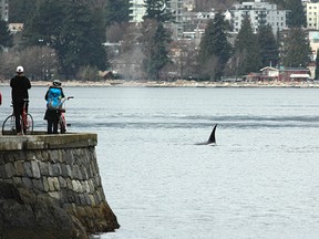 Researchers from the Vancouver Aquarium snapped this pic of an orca in Burrard Inlet on Thursday.