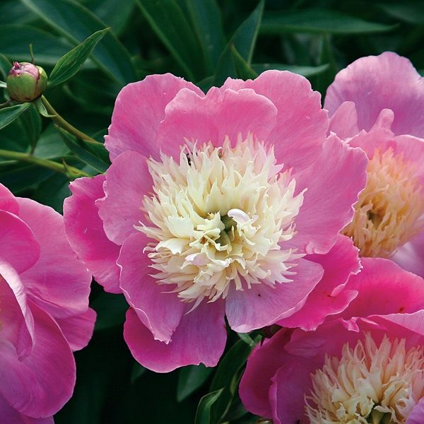 Peonies and roses: Marriage made in heaven | Vancouver Sun