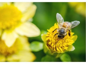 The factors leading to honeybee colony collapse and harm to natural pollinators are many and complex, but consumers are demanding neonicotinoid-treated ornamental plants.
Photograph by: Ric Ernst , Vancouver Sun