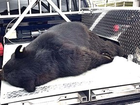 Black bear captured at house 53rd and Inverness in East Vancouver