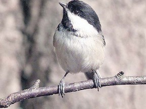 The black-capped chickadee beat out the varied thrush and four other candidates to become the city’s official bird for 2015.

Ward Perrin, PNG