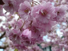 Prunus subhirtella var pendula Yae-beni-shidare.