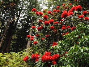 Red rhododendrons: Always popular with men