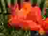 Orange Oriental poppy
