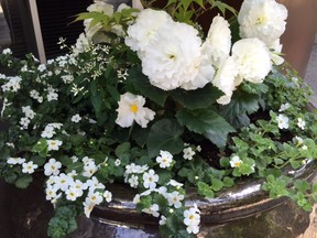 Beautiful, simple planter of Japanese maple and white flowers outside Loden Hotel in Vancouver