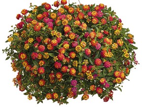 Lantana 'Luscious Marmalade'