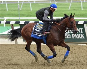 American Pharoah works out in preparation for the Belmont Stakes (photo credit: NYRA)