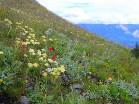 Alpine wildflowers, Fernie BC