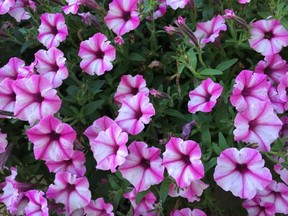 Supertunia 'Pink Star Charm'