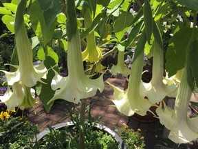 White brugmansia flowering its head off.