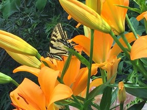 Butterfly dancing around lily flowers
