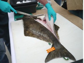 Halibut caught in B.C. waters is tagged with a ThisFish label so it can be traced from fisherman to fork.