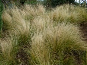 Mexican feather grass