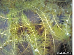 Milfoil is one of dozens of introduced plants and animals spreading throughout the province.