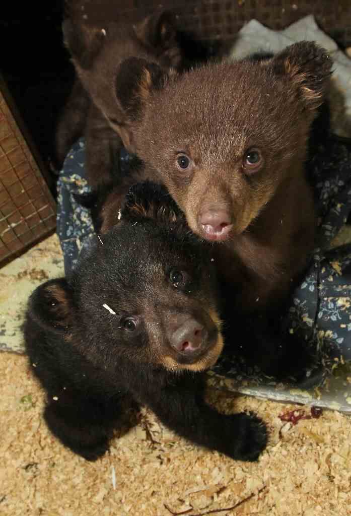 Island conservation officer suspended for refusing to kill baby bears