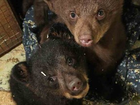 File photo of baby black bears.