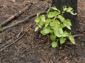 Before the rains even start, green foliage is already pushing up through the burnt soil, reminding us that the idea of life is eternal