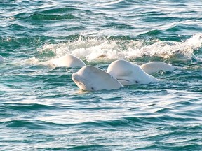 Vancouver Aquarium Arctic beluga research
