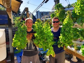 Green Guys on the Drive operate East Vancouver’s only community supported vertical hydroponic urban vegetable farm.