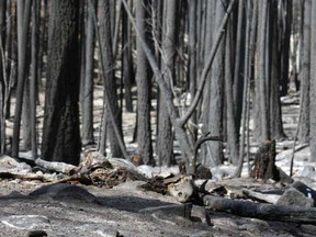 Unable to outrun the fast-spreading Rock Creek fire, this Whitetail buck fell as the fire consumed the oxygen leaped from tree to tree. Some of the trees may survive, even though the ground cover was burned. The deer quickly became food for scavengers left in the forest, including ravens, crows and coyotes.