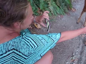 Deer licks the hand of a tourist in Stanley Park in YouTube video.