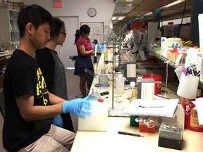 GenomeMe, a Richmond, BC direct-to-consumer gene sequencing facility plans to open next year but it will have to get U.S. and B.C. accreditation. In this photo, technologists at an affiliated lab, ABM, make cultures for export and sale to researchers around the world.