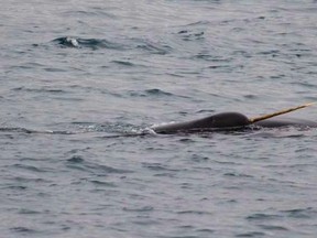 Vancouver Aquarium narwhal research